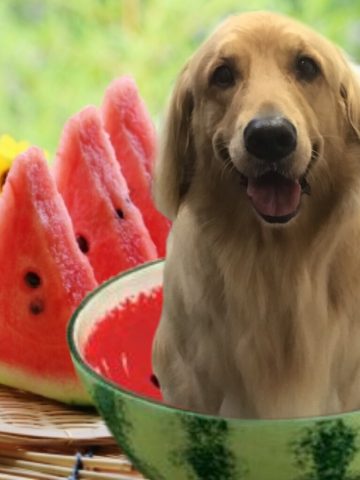 ゴールデンレトリバー