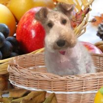 ワイヤーフォックステリア