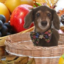 Mダックスフント