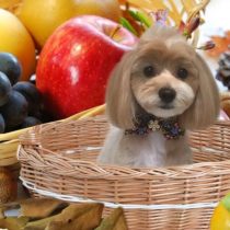 チワワ×トイプードルmix