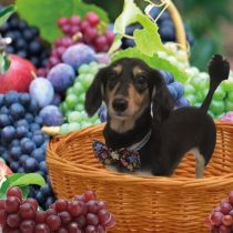 Mダックスフント