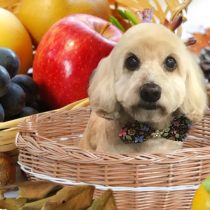 Mダックスフント×トイプードルmix