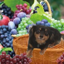 チワワ×Mダックスmix