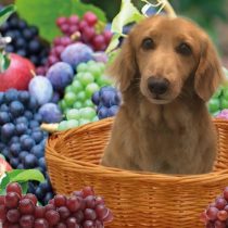 Mダックスフント