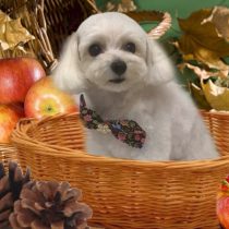 マルチーズ×トイプードルmix