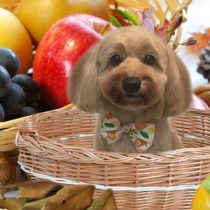 Mダックス＆トイプードルmix