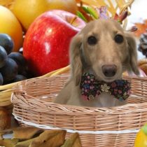 Mダックスフント