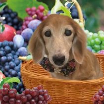 Mダックスフント