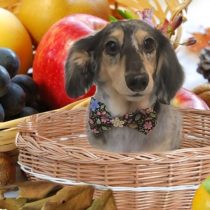 Mダックスフント