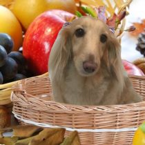 Mダックスフント