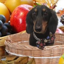 Mダックスフント