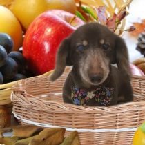 Mダックスフント