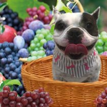 フレンチブルドッグ