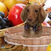 Mダックスフント