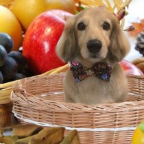 Mダックスフント