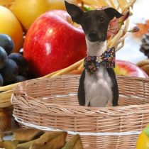 イタリアングレーハウンド