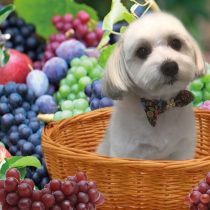 マルチーズ×パピヨンmix