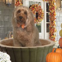 オーストラリアンラブラドゥードゥル