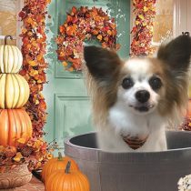 チワワ×パピヨンmix