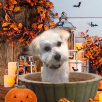 マルチーズ×トイプードルmix