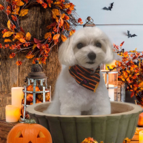 マルチーズ×トイプードルmix