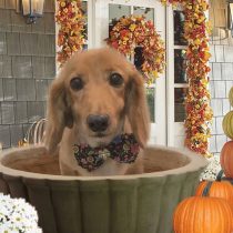 Mダックスフント