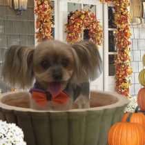 ヨークシャーテリア