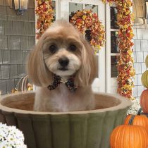 チワワ×トイプードルmix