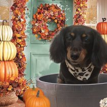 Mダックスフント