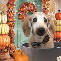 Mダックスフント