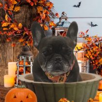 フレンチブルドッグ