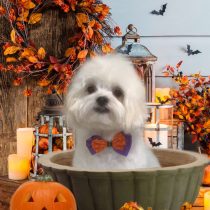 マルチーズ×チワワmix