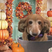 Mダックスフント