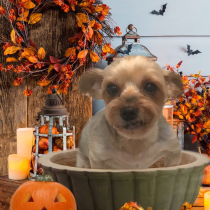 ヨークシャーテリア