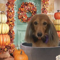 Mダックスフント