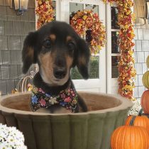 Mダックスフント