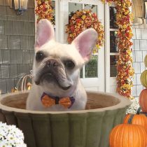 フレンチブルドッグ