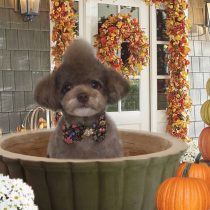 チワワ×トイプードルmix