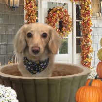 Mダックスフント