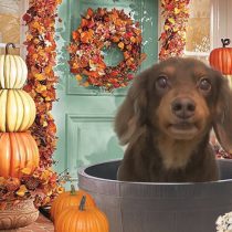 Mダックスフント