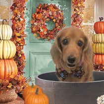 Mダックスフント