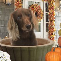 Mダックスフント