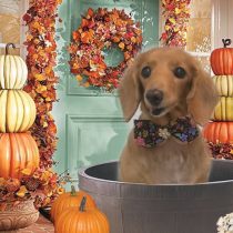 Mダックスフント