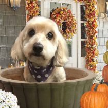 Mダックスフント×トイプードルmix