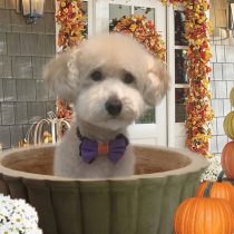 マルチーズ×トイプードルmix