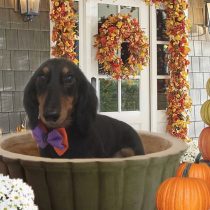 Mダックスフント