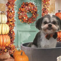 シーズー×マルチーズmix