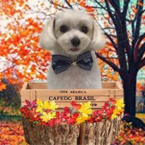 マルチーズ×トイプードルmix