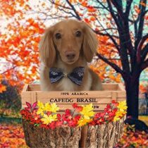 Mダックスフント