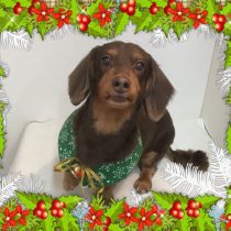 Mダックスフント